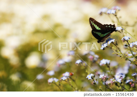 蝴蝶的羽毛休息 15561430