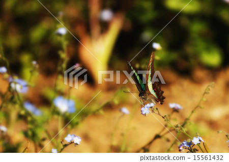 蝴蝶的羽毛休息 15561432