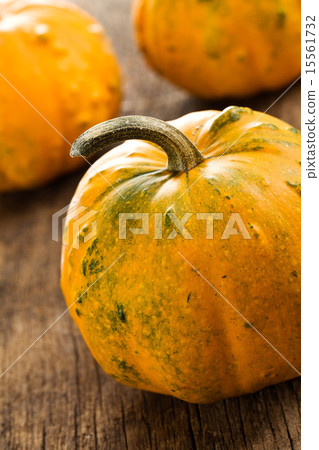 pumpkin 15561732