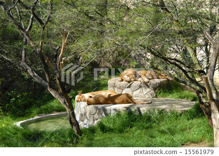Ecuador Quito Zoo Lion Ecuador Quito Zoo Lion 15561979