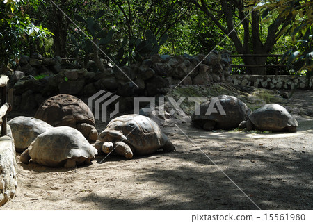 Ecuador Quito Zoo Giant tortoise 15561980
