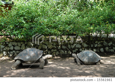 Ecuador Quito Zoo Giant tortoise Ecuador Quito Zoo Giant tortoise 15561981