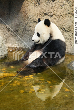 Giant panda sitting in water Giant panda sitting in water 15562000