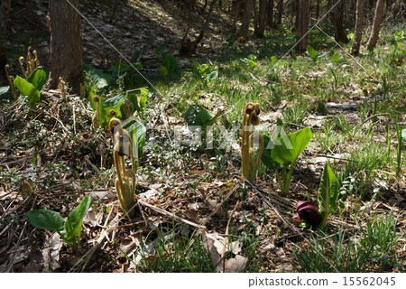 信州Iriyato沼澤蕨類植物 15562045