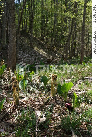 信州Iriyato沼澤蕨類植物 15562046