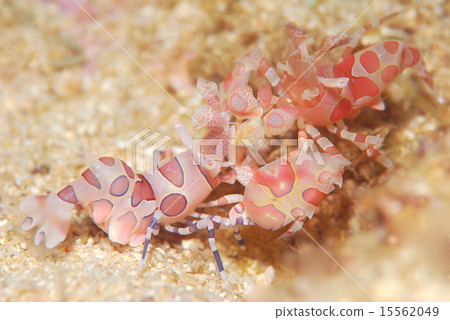 Horse deep-fried Horse deep-fried 15562049