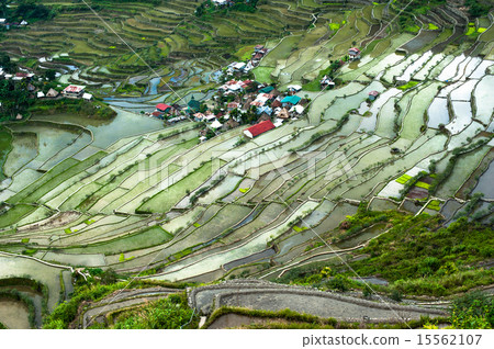 Rice terraces and village houses. Philippines Rice terraces and village houses. Philippines 15562107