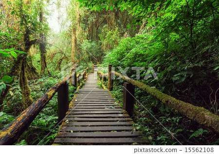 Tropical forest. Doi Inthanon, Thailand 15562108