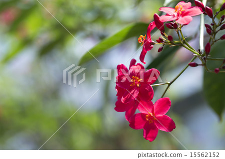 南洋櫻花樹 南洋櫻花樹 15562152