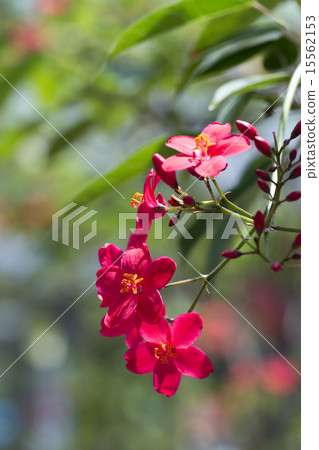 南洋櫻花樹 15562153