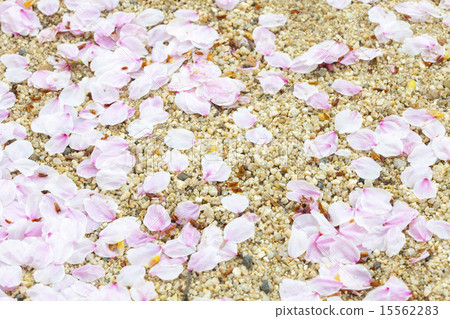 Scattered cherry blossom petals 15562283