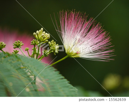 Nemu no Hana 15562639