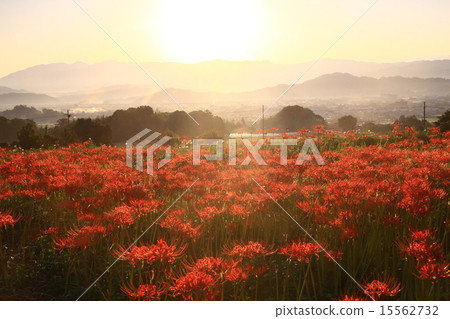 日出照亮Kujyoji周圍的群集孤挺花 15562732