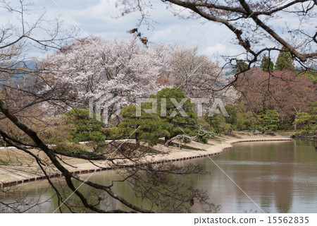 Shogakuin Rikyu皇宮的櫻花 15562835