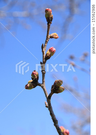 Buds inflate 15562986