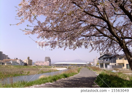 Shichidagawa 15563049