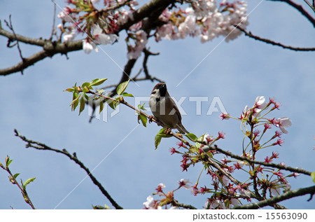 Sparrows and cherry blossoms 15563090