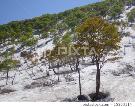 Nabekurayama  - 新鮮的綠色 15563114