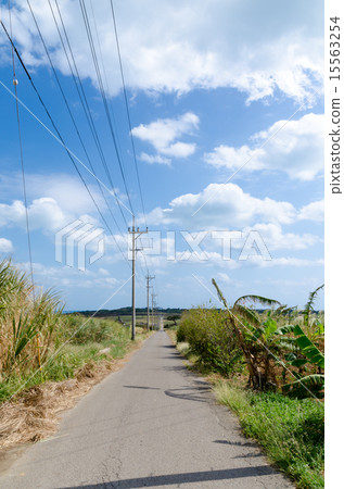 沖繩縣小濱島的糖路 沖繩縣小濱島的糖路 15563254