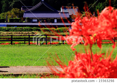 Tachiberaji（Asuka村）Higanbana花開花 15563298