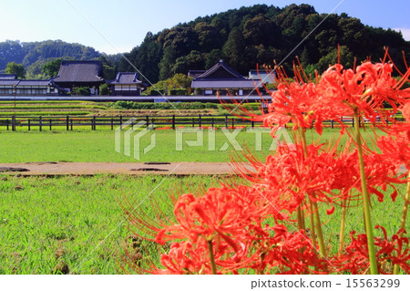 Tachiberaji (Asuka village) Higanbana flower blooming around Tachiberaji (Asuka village) Higanbana flower blooming around 15563299