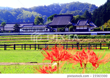 Tachiberaji（Asuka村）Higanbana花開花 15563300