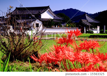 Kawaharaji (Asuka village) A cluster amaryllis that blooms around 15563325