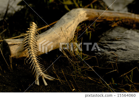 Fish bone 15564060