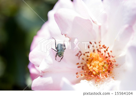 玫瑰和小酒館 15564104