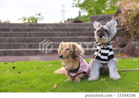 微型鴨子和迷你雪納瑞兩隻狗的可愛圖片 微型鴨子和迷你雪納瑞兩隻狗的可愛圖片 15564106