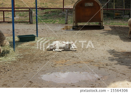 Lambs at rest 15564306