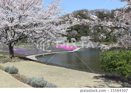 Landscape with moss sakura Landscape with moss sakura 15564307
