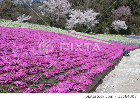 Misa cherry tree in full bloom 15564308