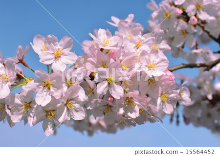Cherry blossoms at Chidorigafuchi 15564452