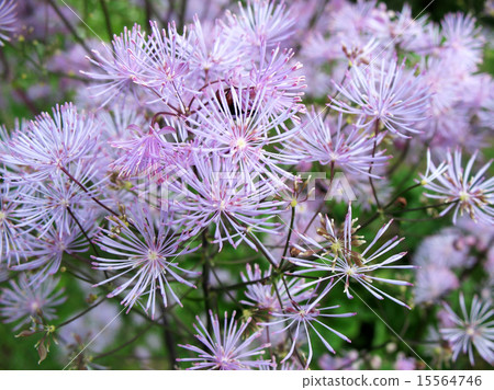 Meadow-rue (Thalictrum aquilegifolium) Meadow-rue (Thalictrum aquilegifolium) 15564746