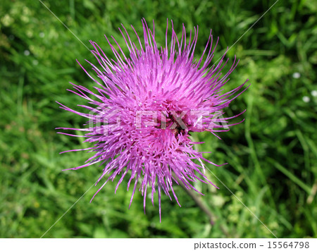 Field Thistle (Cirsium arvense), family Asteraceae Field Thistle (Cirsium arvense), family Asteraceae 15564798