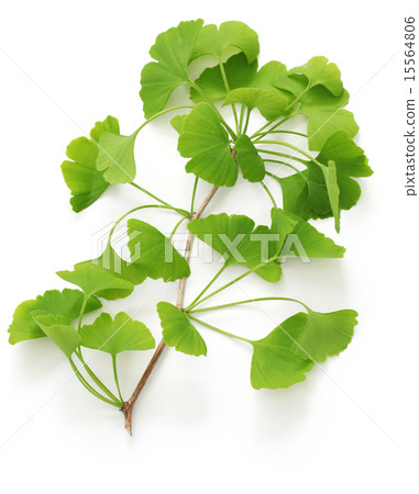 銀杏葉 銀杏葉 15564806