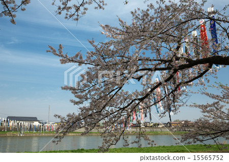 岩手北上市北上展覽錦標賽區 岩手北上市北上展覽錦標賽區 15565752