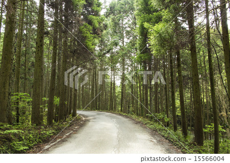 森林公路雪松森林 森林公路雪松森林 15566004