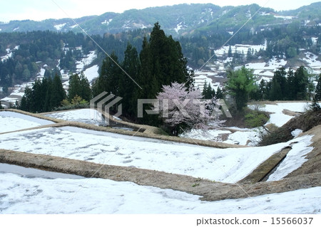 松山與剩下的雪 15566037
