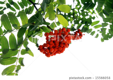 Branch of mountain ash Branch of mountain ash 15566058