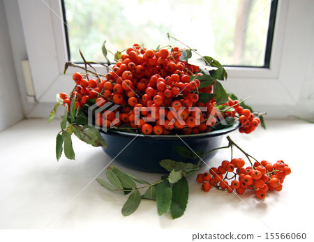 Bowl with Ashberries Bowl with Ashberries 15566060