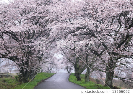 櫻花隧道 櫻花隧道 15566062
