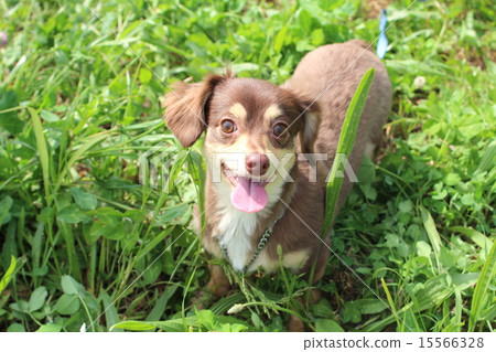 一隻小狗 15566328