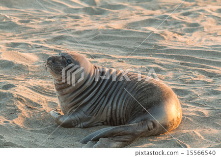 Elephant Seal 15566540