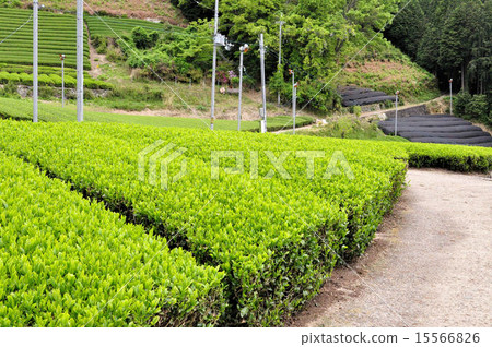 宇治茶鎮涼茶田 宇治茶鎮涼茶田 15566826