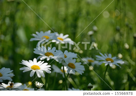 Margaret in the field of spring 15566978