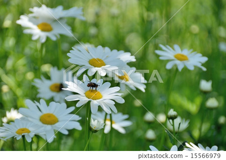 Margaret in the field of spring 15566979