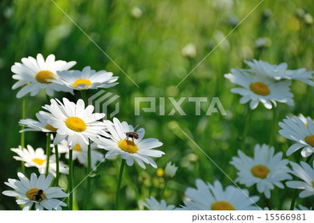 Margaret in the field of spring Margaret in the field of spring 15566981