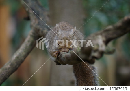 松鼠 15567015